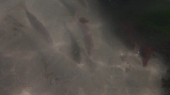 Umbrina roncador