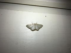 Idaea sylvestraria
