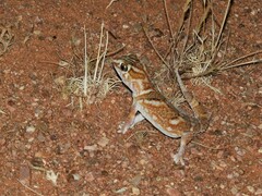 Chondrodactylus angulifer