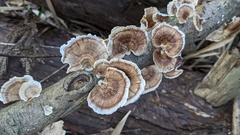 Microporus vernicipes