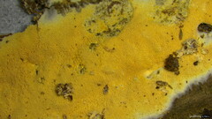 Microporus vernicipes
