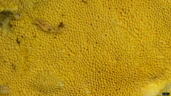 Microporus vernicipes