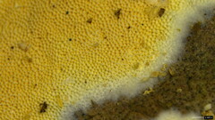 Microporus vernicipes