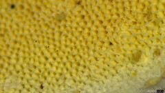 Microporus vernicipes