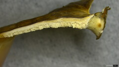 Microporus vernicipes