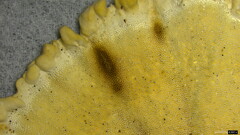 Microporus vernicipes