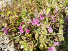 Lamiaceae