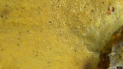 Microporus vernicipes