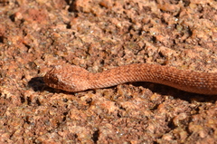 Acanthophis pyrrhus