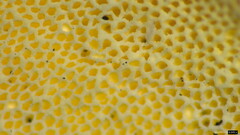 Microporus vernicipes