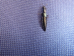 Thyreocephalus orthodoxus