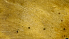 Microporus vernicipes
