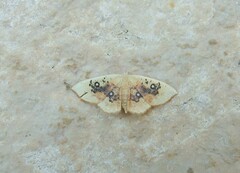 Cyclophora albiocellaria