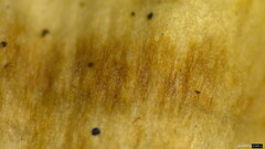 Microporus vernicipes