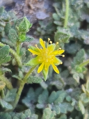 Ivesia jaegeri