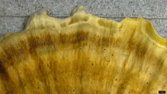 Microporus vernicipes