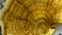 Microporus vernicipes