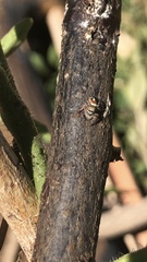 Phidippus
