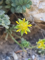 Ivesia jaegeri