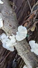 Microporus vernicipes