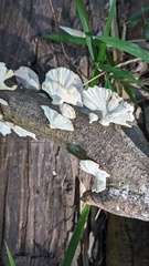 Microporus vernicipes