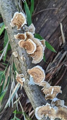 Microporus vernicipes