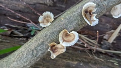 Microporus vernicipes