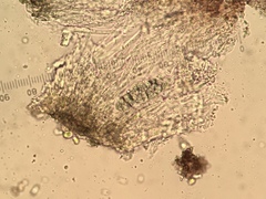 Rhizocarpon reductum