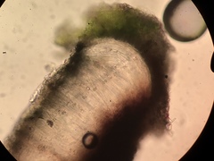 Rhizocarpon reductum