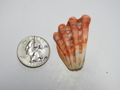 Nodipecten