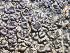 Rhizocarpon reductum