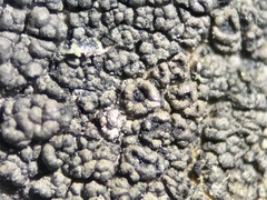 Rhizocarpon reductum