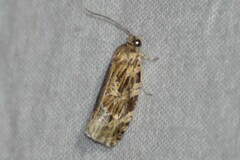 Phaecasiophora confixana