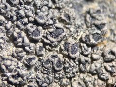 Rhizocarpon reductum