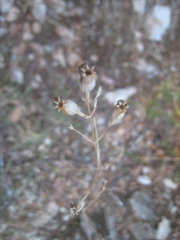 Silene longicilia