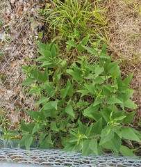 Helianthus simulans