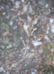 Silene longicilia