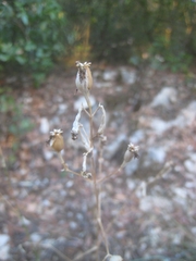 Silene longicilia