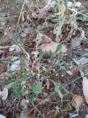 Silene longicilia