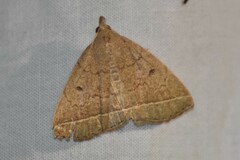 Zanclognatha marcidilinea