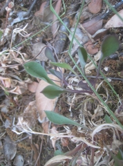 Silene longicilia
