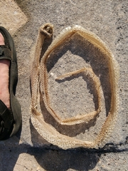 Elaphe quatuorlineata