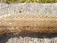 Elaphe quatuorlineata