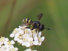 Conops flavipes