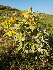 Phlomis fruticosa