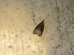 Tortricinae