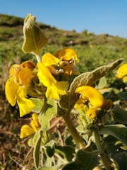 Phlomis fruticosa