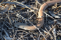 Pygopus lepidopodus
