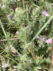 Ononis spinosa procurrens