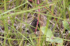 Cercyonis oetus